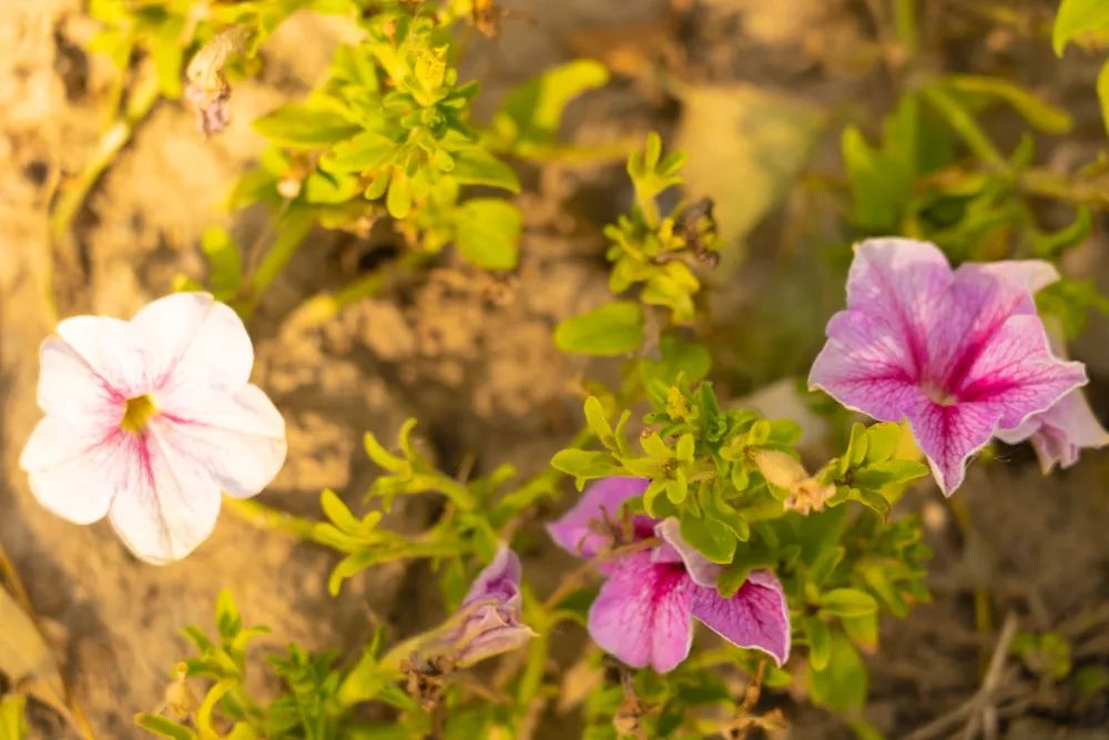 银川|银川往事（二） |  西国