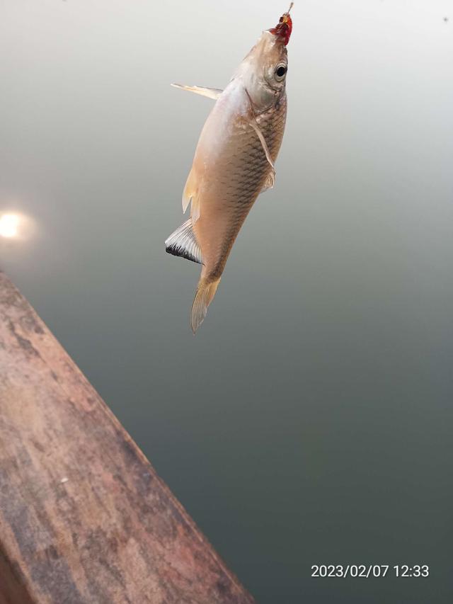 钓鱼|【钓鱼之家虾粉】虾粉助力再创佳绩,收获满满再成河冠