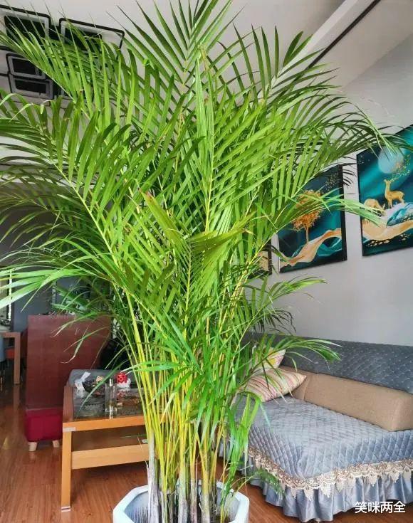 “客厅有树,十有九富”?别迷信,养这8种绿植,很上档次