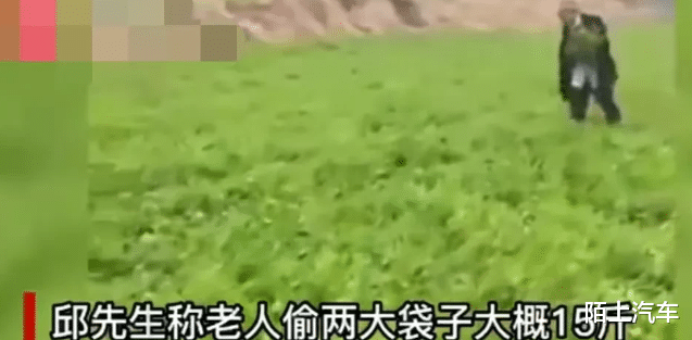 四川达州,一80岁老人偷菜被抓坐地撒泼,承包商:已经发现好几次
