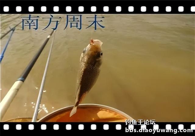 饵料|雨水节气春风劲，沙河一行爽拉鲫