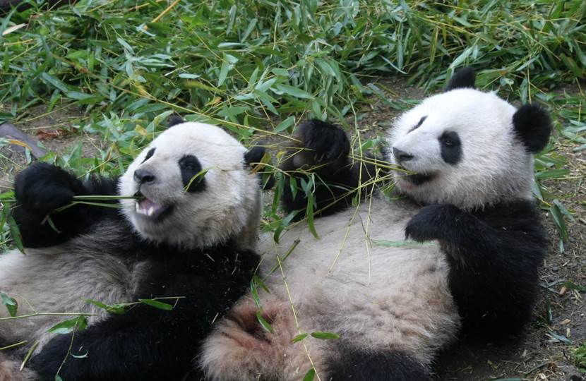 当动物垂垂老矣,已经无法捕猎时,它的子女会给它“养老”吗?