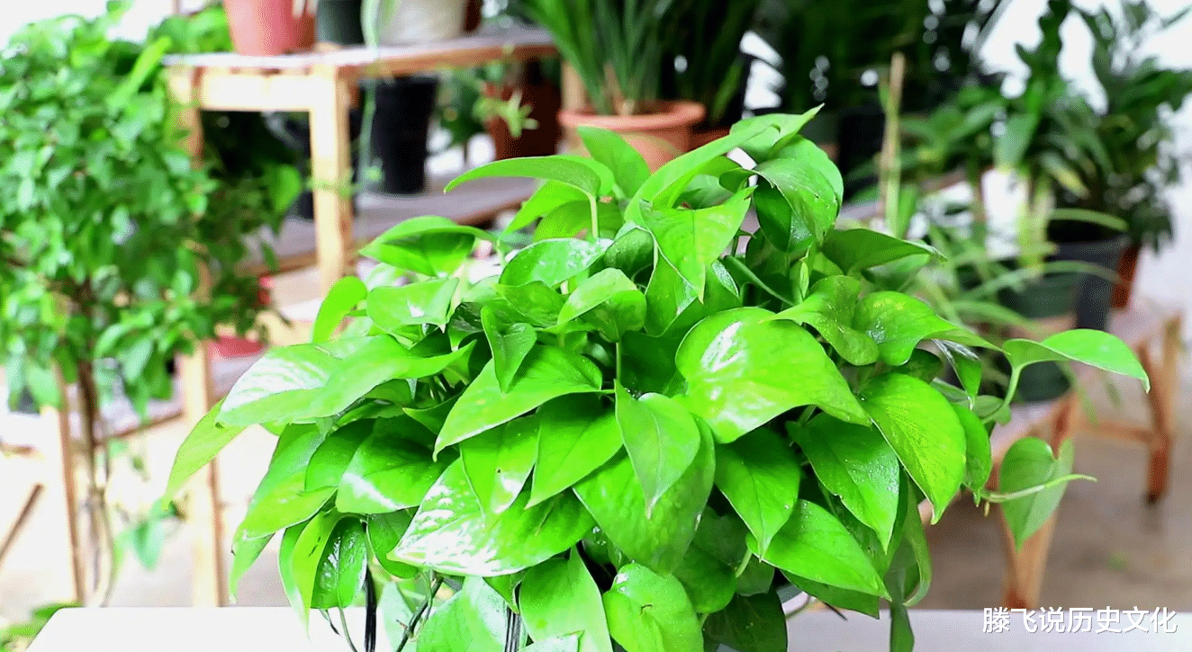 俗语:“一颗绿萝七个鬼”,家中为何不能放绿萝?1条禁忌要谨记