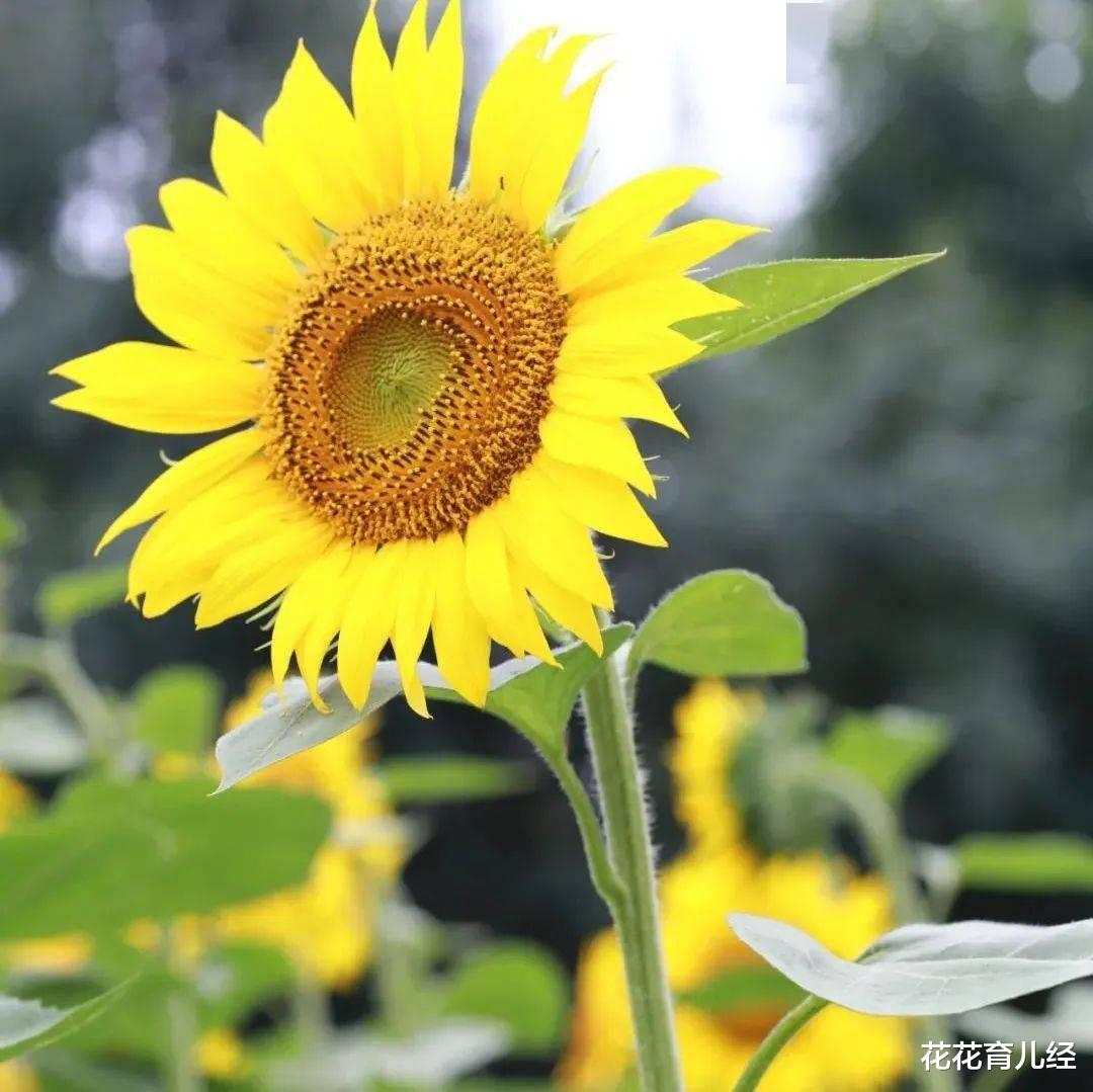 三伏天|孩子必须睡午觉吗?过了这个年龄,就可以不用午睡了!
