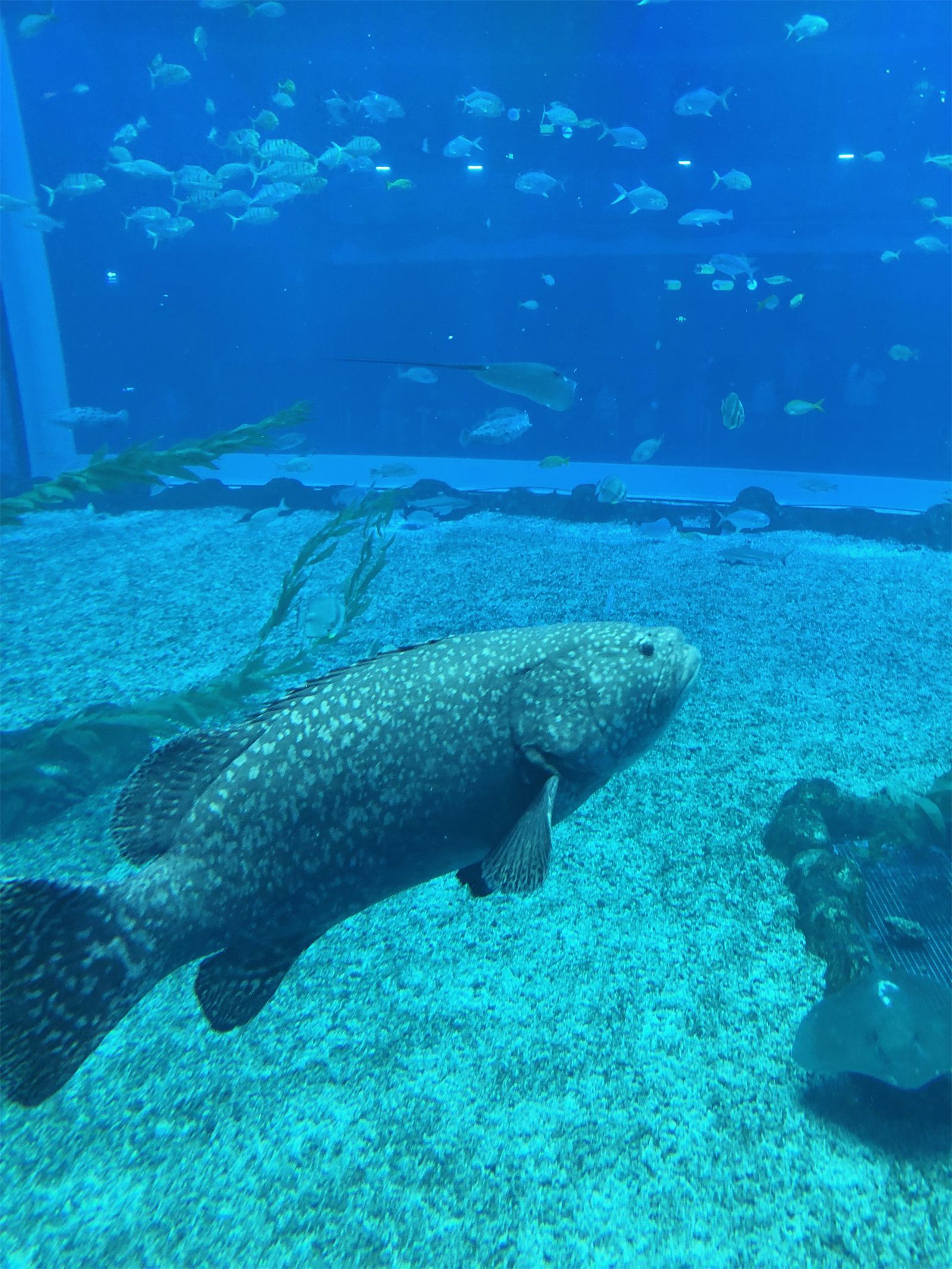 |日照游记，像汽水一样心动的夏天