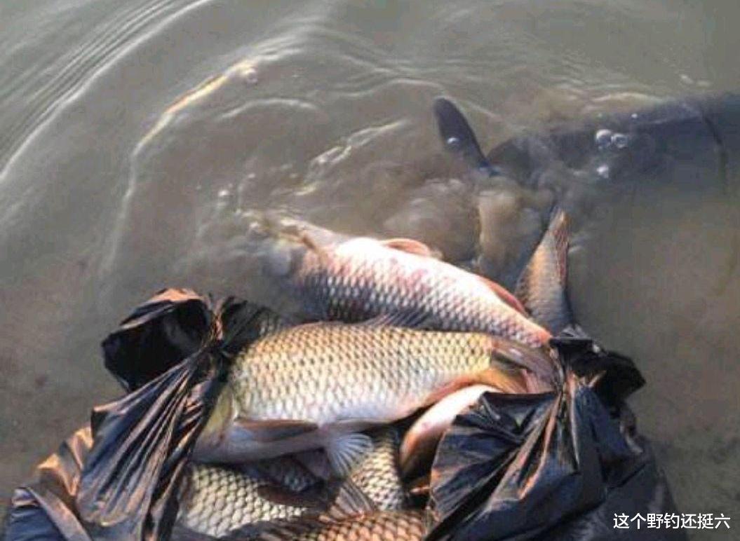 天亮之后|资源好为何钓不好?秋末冬初钓大板鲫钓位与窝料,酒米效果未必好