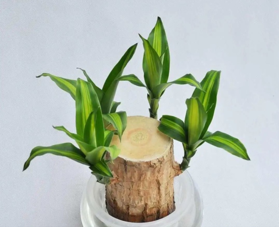 办公室|适合家里或者办公室养的盆栽有哪些?