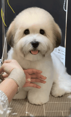 网友带家里的狗子去美容,做完以后惊呆了:是我拉低了她的颜值!