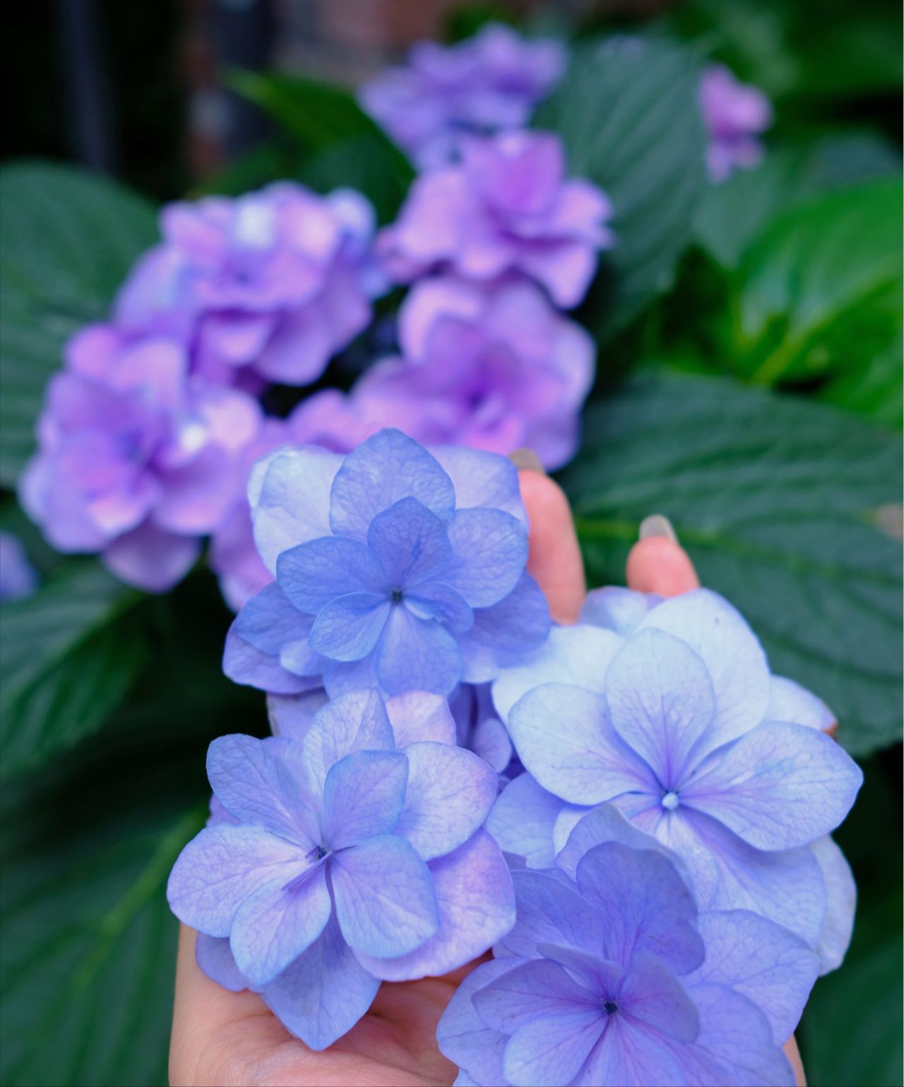 武汉|不顾反对,买了一楼带院子,当看到我的小花园后,他们只剩羡慕了