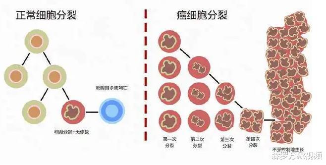已故黑人妇女的癌细胞无限分裂分布世界各地,为人类做出巨大贡献