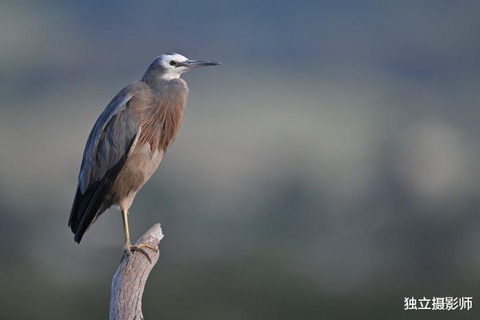 蓝牙耳机|尼康Z 800mm f/6.3 VR S镜头正式发布