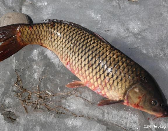 饵料|学会这些方法,钓鲤鱼真不是个难事