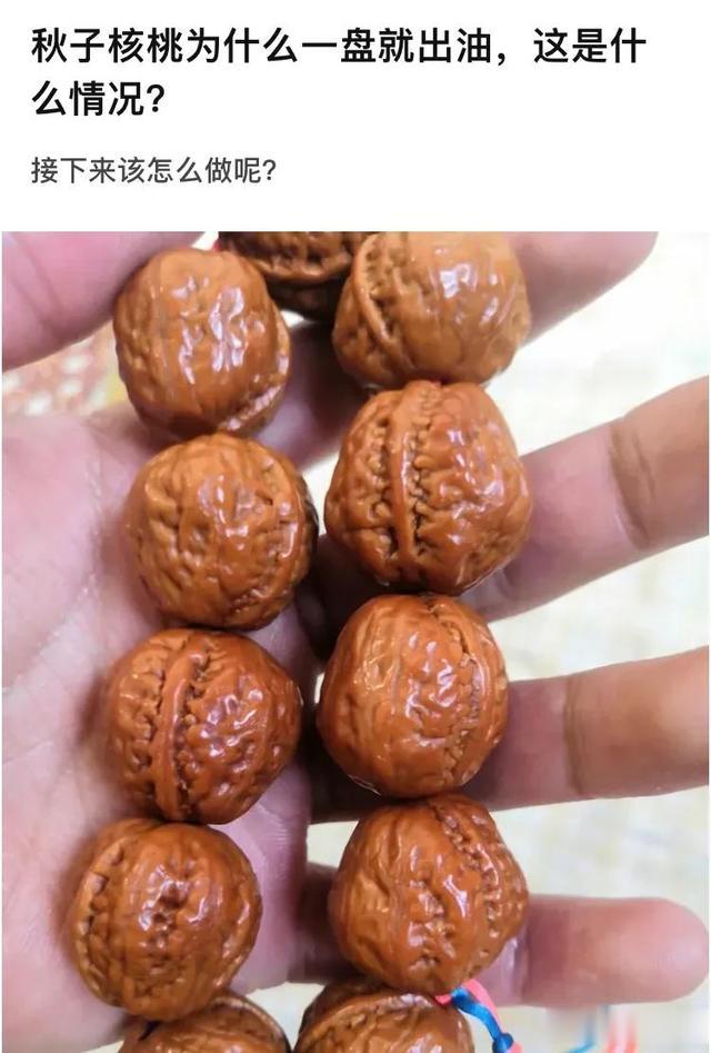 核桃|秋子核桃为什么一盘就出油