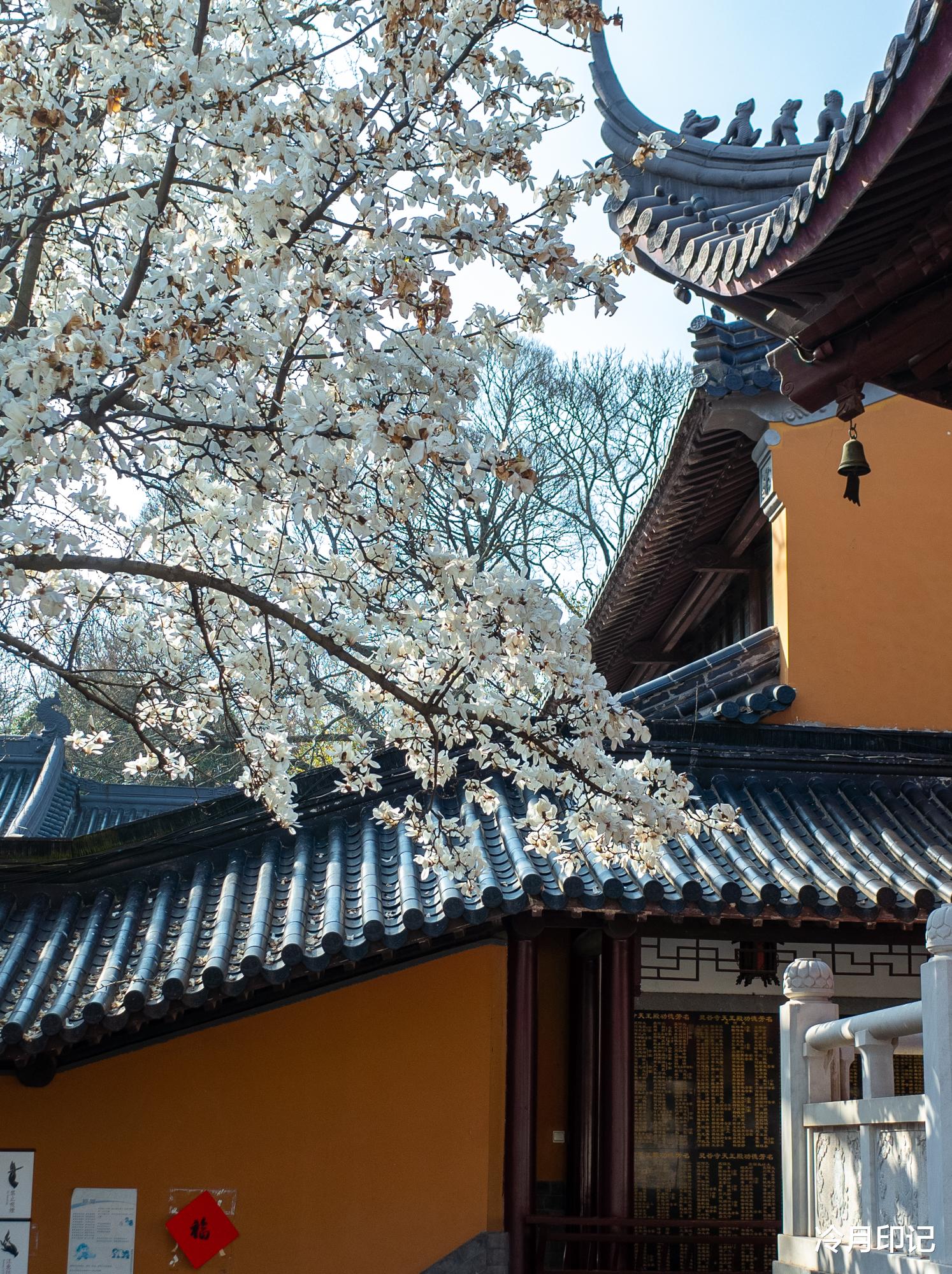 灵谷寺|紫金山中的千年古刹灵谷禅寺，玉兰花开春满园，美得让人惊艳