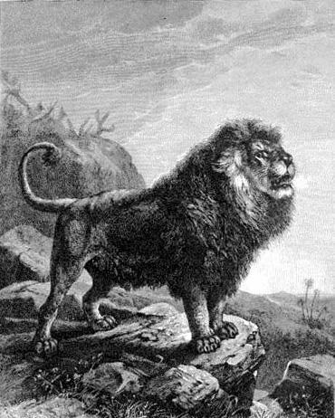 地球猫科之王,强于东北虎,最后一只巴巴里狮被殖民者拍照后射杀