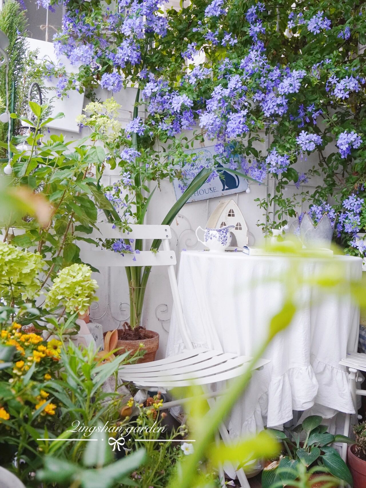 4㎡阳台花园改造,轻松打造一面背景花墙,享受种花的乐趣