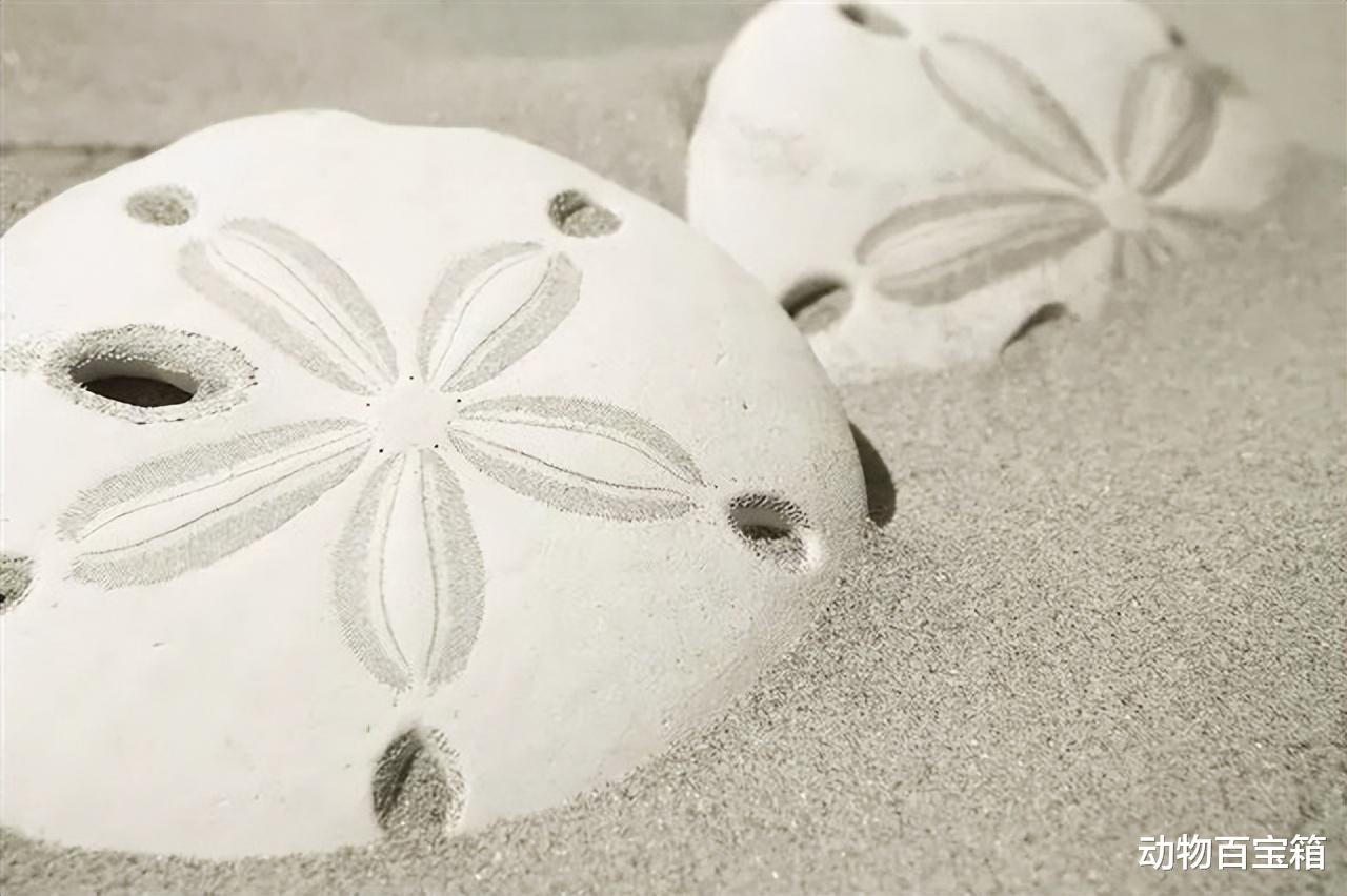 2021年，成千上万只沙币被冲上美国海岸，沙币究竟是个什么动物？