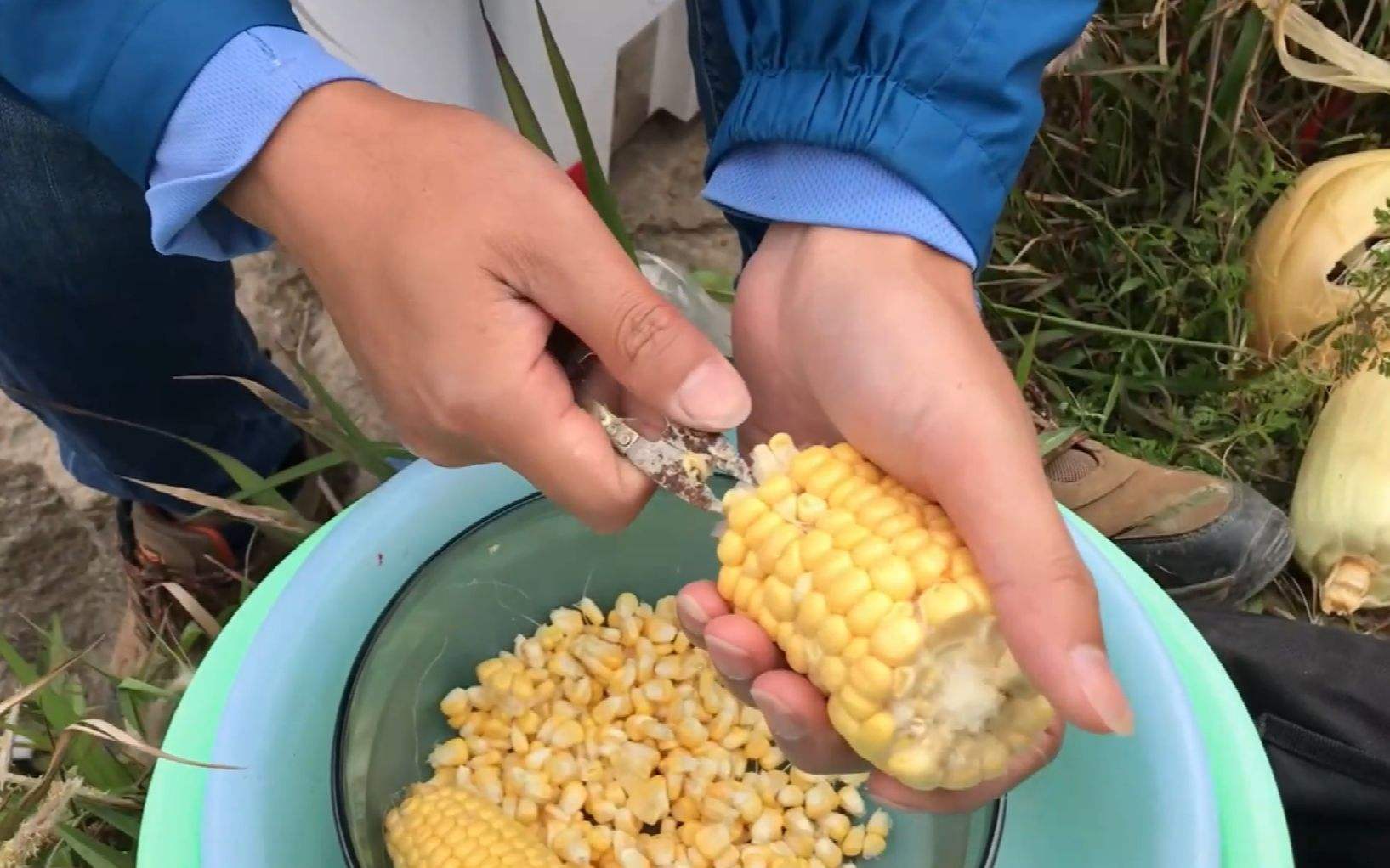 大板|用玉米钓鱼的优点和缺点？若是用对了，提竿就是大板鲫