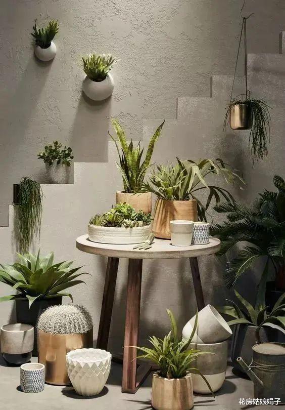 家里再小,用8种养花方式,就算无阳台、无飘窗,也能养出漂亮花