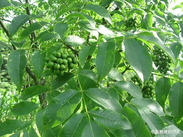 黄柏|分享一味抗癌中药——黄柏,功效清热解毒、泻火燥湿,组方应用多