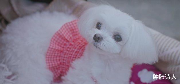 那年我们|《那年我们》10个细节梗！要不要喝红枣茶是性暗示？结尾疑似开车