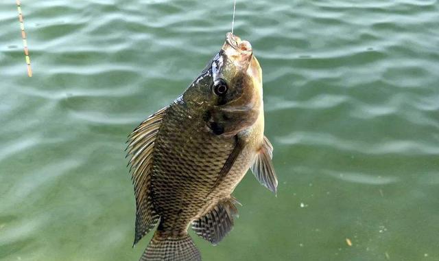 运动服|罕见!湖北一男子野钓一无所获,两条大鱼却自己游到了他的身边