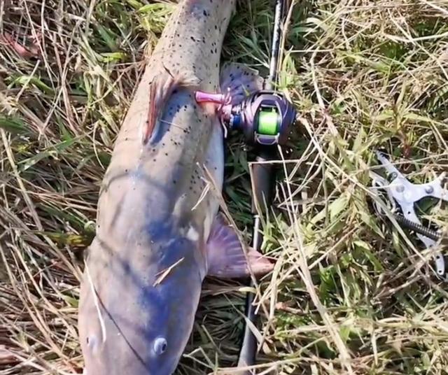 珠江|广东钓鱼人珠江钓起芝麻剑，转身就放掉了，网友：“吃了我看刑”