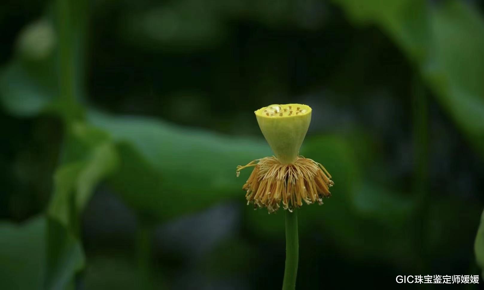 翡翠|从古至今拥有着清廉的本质,雕刻而成的翡翠,一直备受人们的喜爱