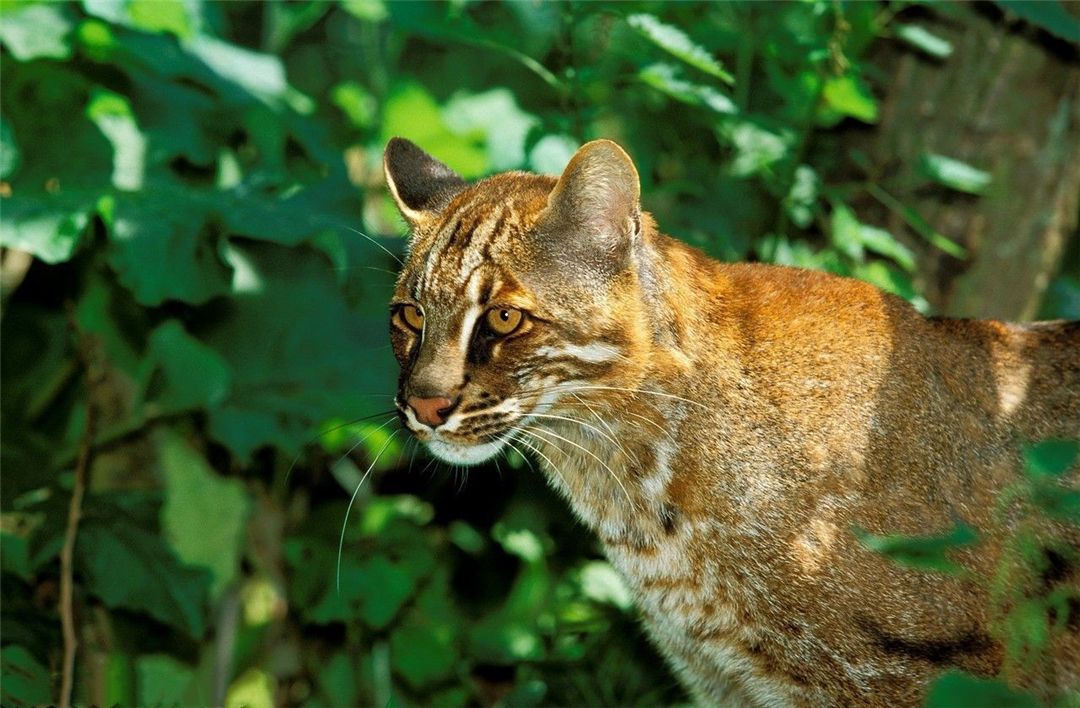 ?秦岭出现亚洲金猫,真是传说动物“彪”?能控制泛滥的野猪吗?