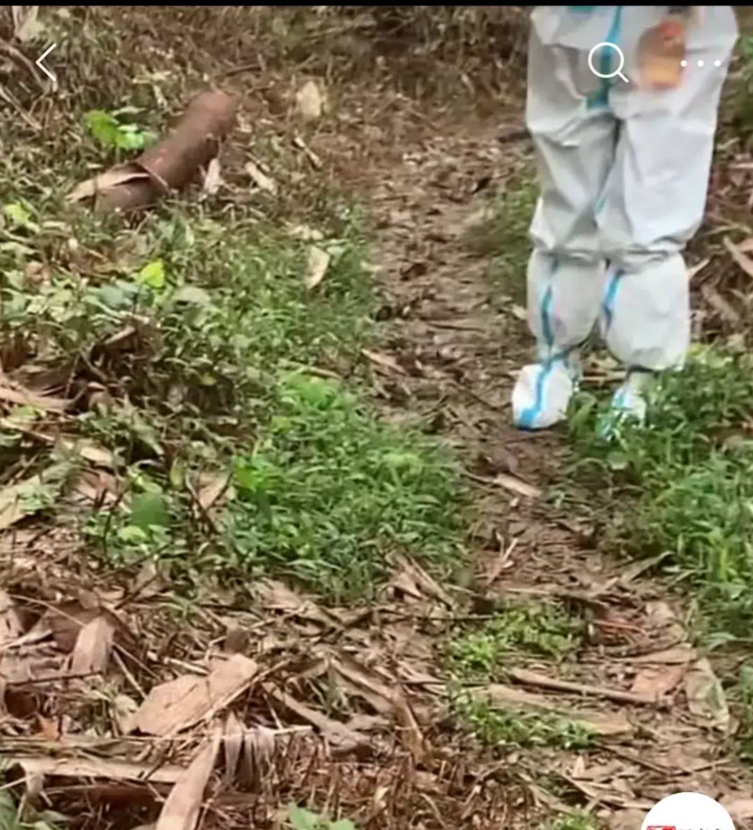 牧风芳华 大白去做核酸 在山路上遇到一群鱼，不仅能翻山越岭，还会爬树