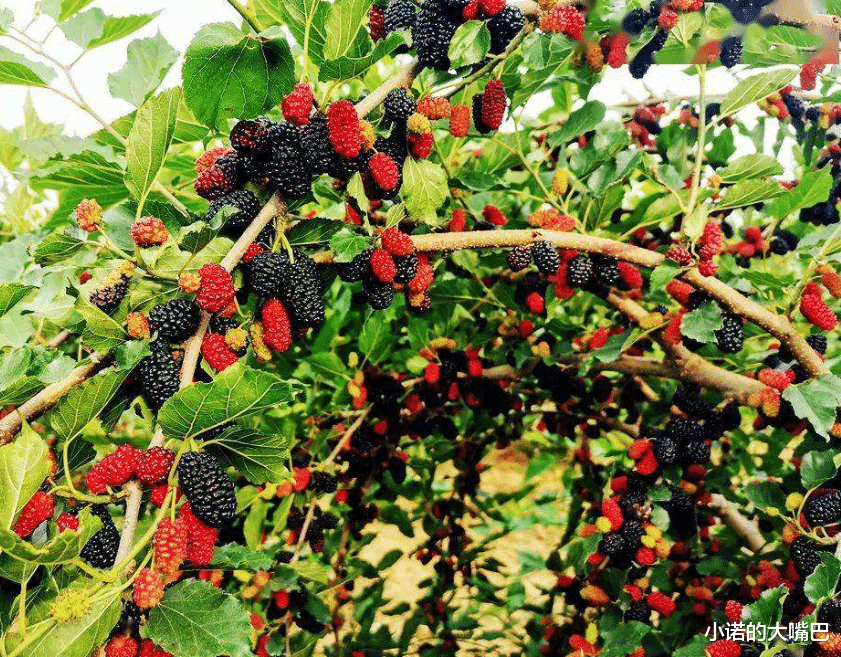 麦芽|脱发多吃6菜6果，头发咔咔长，发缝浓密