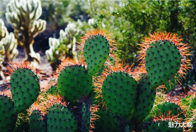 园林|世界十大最美园林，美到极致大概就是这个意思吧！