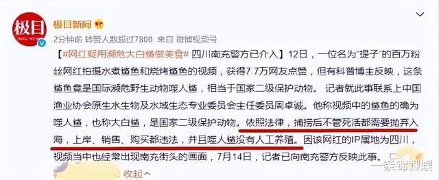 百万女网红翻车,警方认定她食用大白鲨,曾自作聪明写下人工养殖