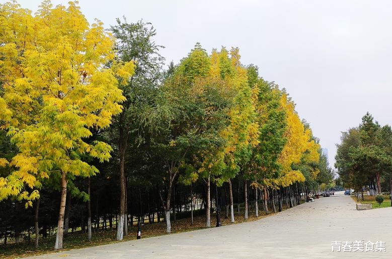 宜宾|国庆节市内游，就选这个地方吧，美好的向阳花海，幸福又快乐