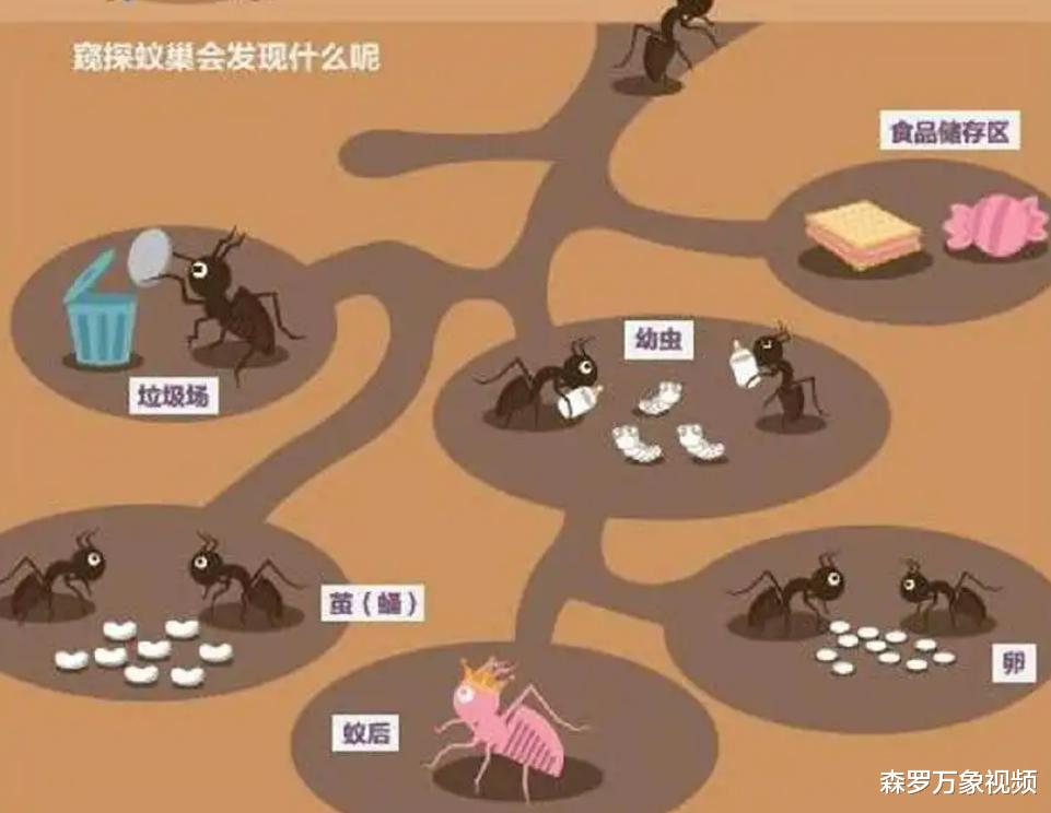 红火蚁侵入中国25省,一窝能有30万只,这种蚂蚁究竟有什么危害?
