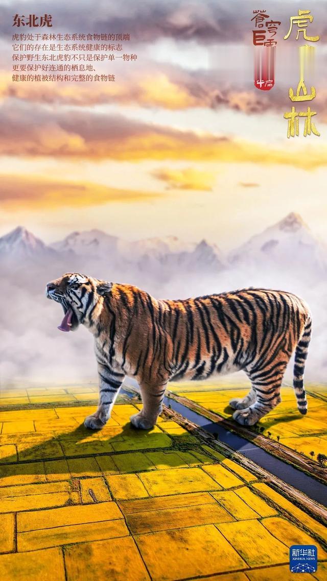 |苍！穹！巨！灵！虎！年！特！制