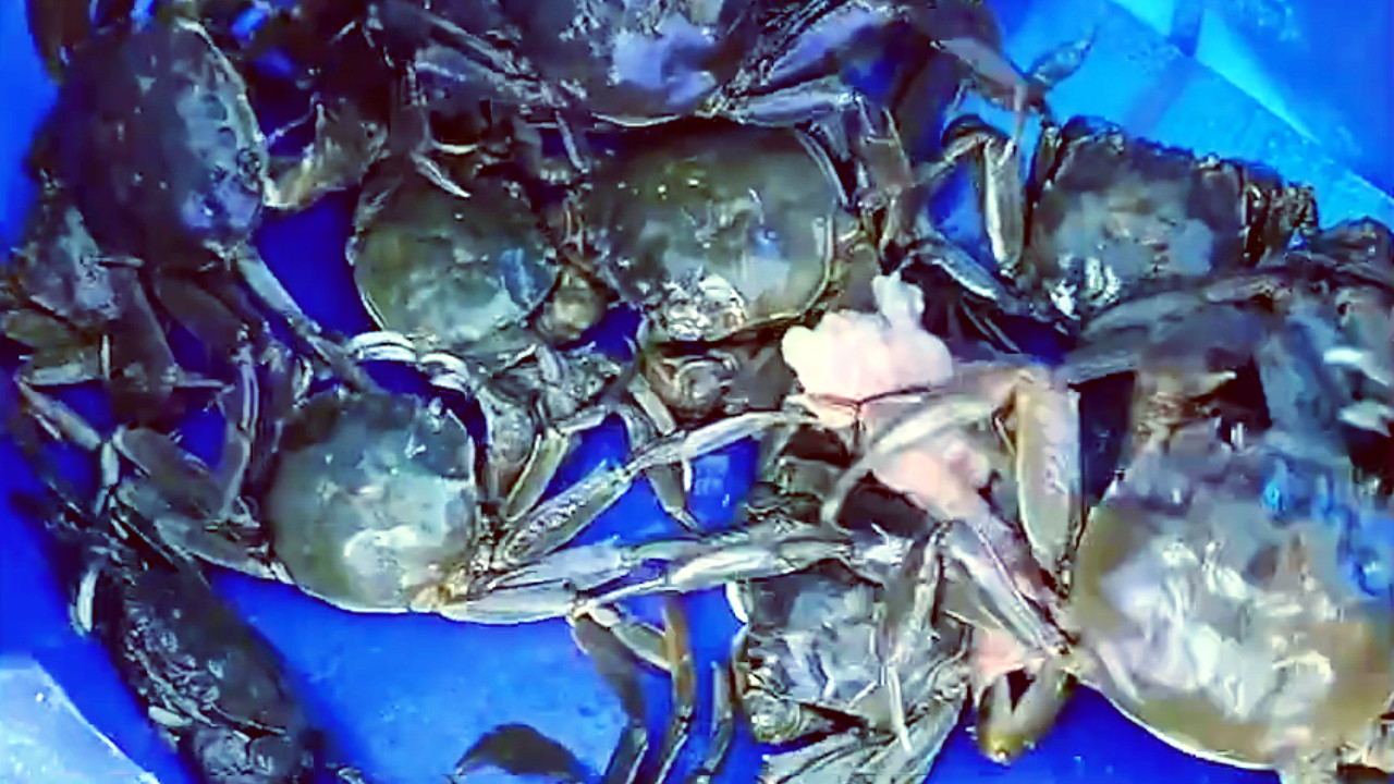 俄罗斯|中国男子在俄罗斯围观钓鱼，叫来朋友静候2小时，实现大闸蟹自由