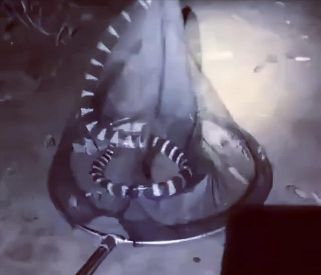 银环蛇|广西一男子晚上河边钓鱼，“米级”银环蛇不请自来，网友：骗人的