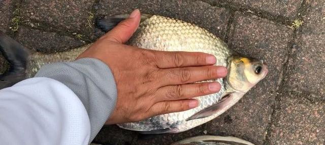 |通过钓鱼学会的5个技能！果然钓鱼人除了钓鱼不行，其他都行