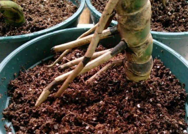 3种常见绿植，却是甲醛的“克星”，多数人家里有，真令人羡慕