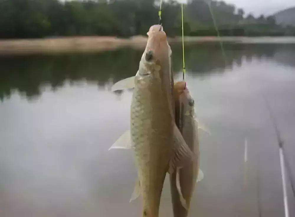 |学会就风和就水，只要有水，就不怕钓不到鲫鱼