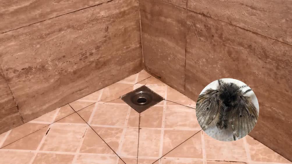 卫生间都是小飞虫惹人烦？我只做了3件事，整个夏天再也不出现了