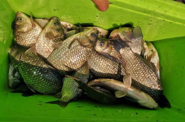 饵料|深冬野钓“禁五条”,任沾一个都会走空