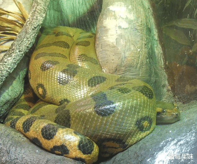 翡翠|蟒蛇中有“七彩吞天蟒”？蛇界中的“大哥大”，蚺和蟒如何区分？