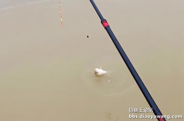 夜钓|正月十五钓鱼忙