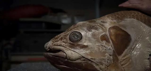 深海中可能存在比蓝鲸还要大的巨型生物吗?为什么?