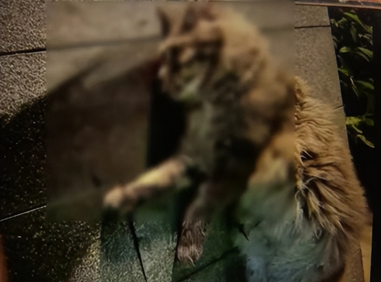 价值 23 万缅因猫坠楼,保姆被扣 9000,保姆需要负责你怎么看?