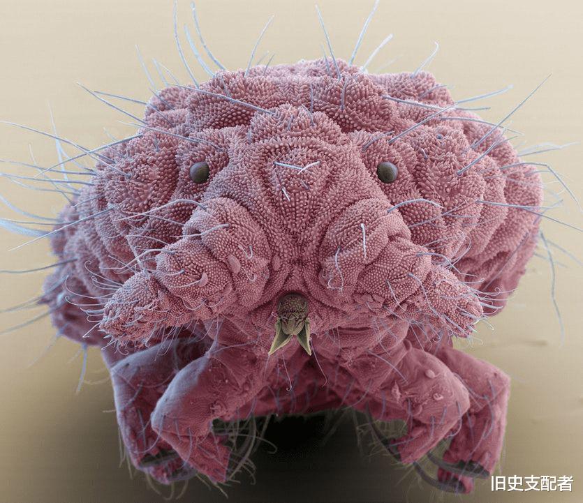 25张通过显微镜拍到的微生物照片,原来“怪物”就在我们的身边