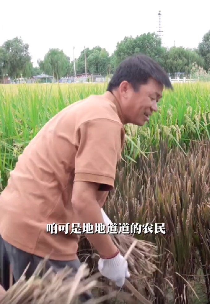王宝强|王宝强割稻谷,动作娴熟自称地道农民,女友蹲地帮忙不嫌脏