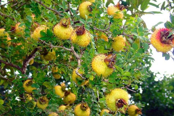 桑葚|女性患有妇科病,不妨选择此物泡水,面色红润、子宫也慢慢干净
